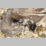 Andrena vaga mit Stylops - 04.jpg
